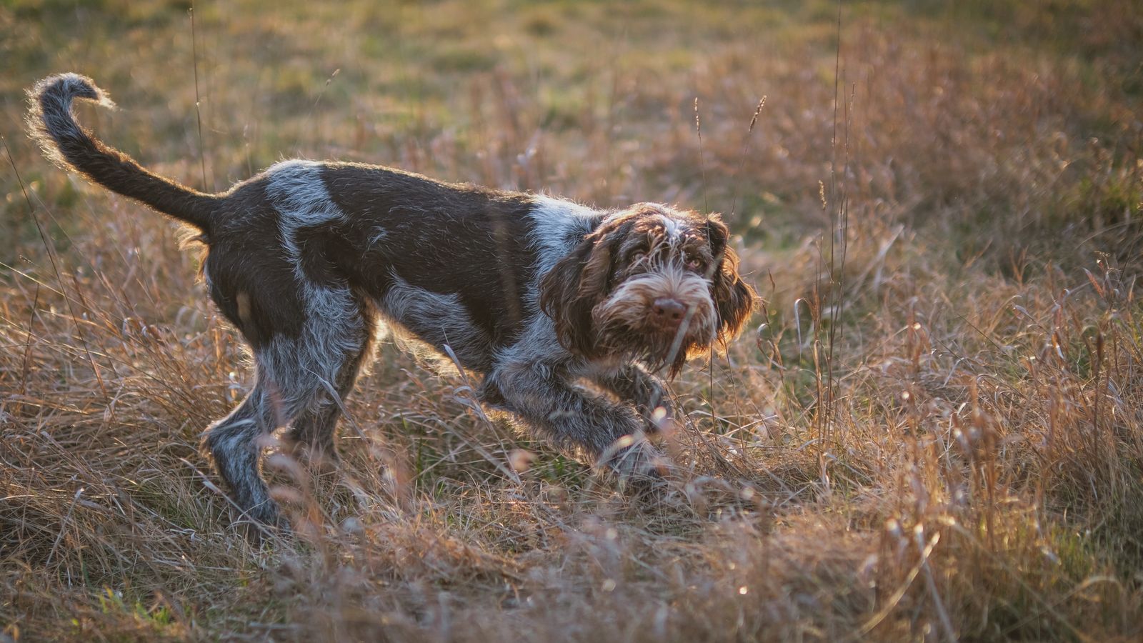 Wirehaired Pointing Griffon in a sunlit field, photo on Pexels