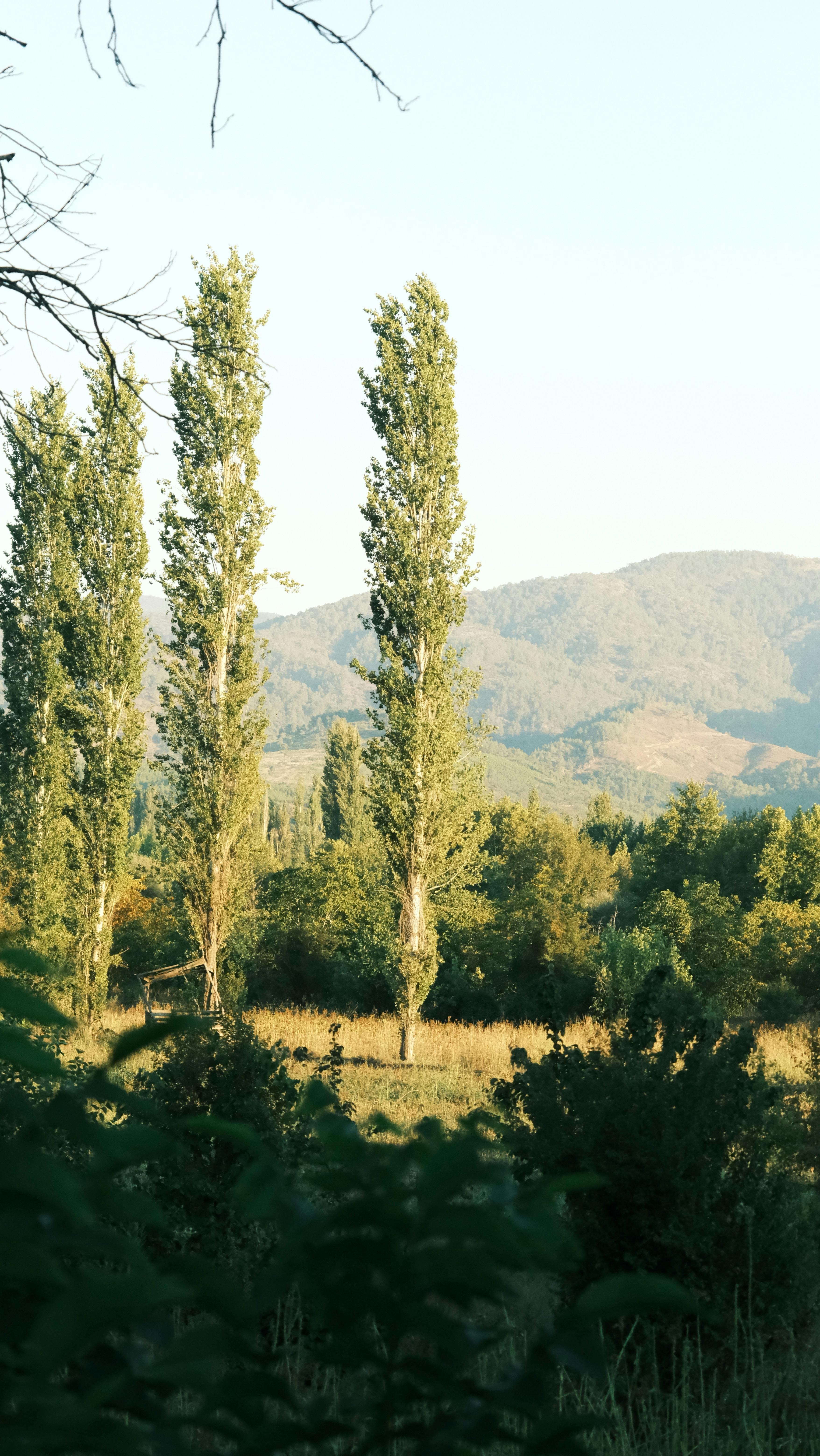 A tranquil scene of tall poplar trees against a backdrop of rolling mountains under a clear sky.