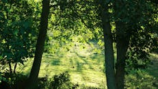 Serene Forest View with Sunlit Clearing