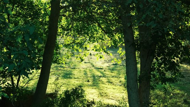 Tranquil forest scene with lush trees framing a sunlit grass clearing.