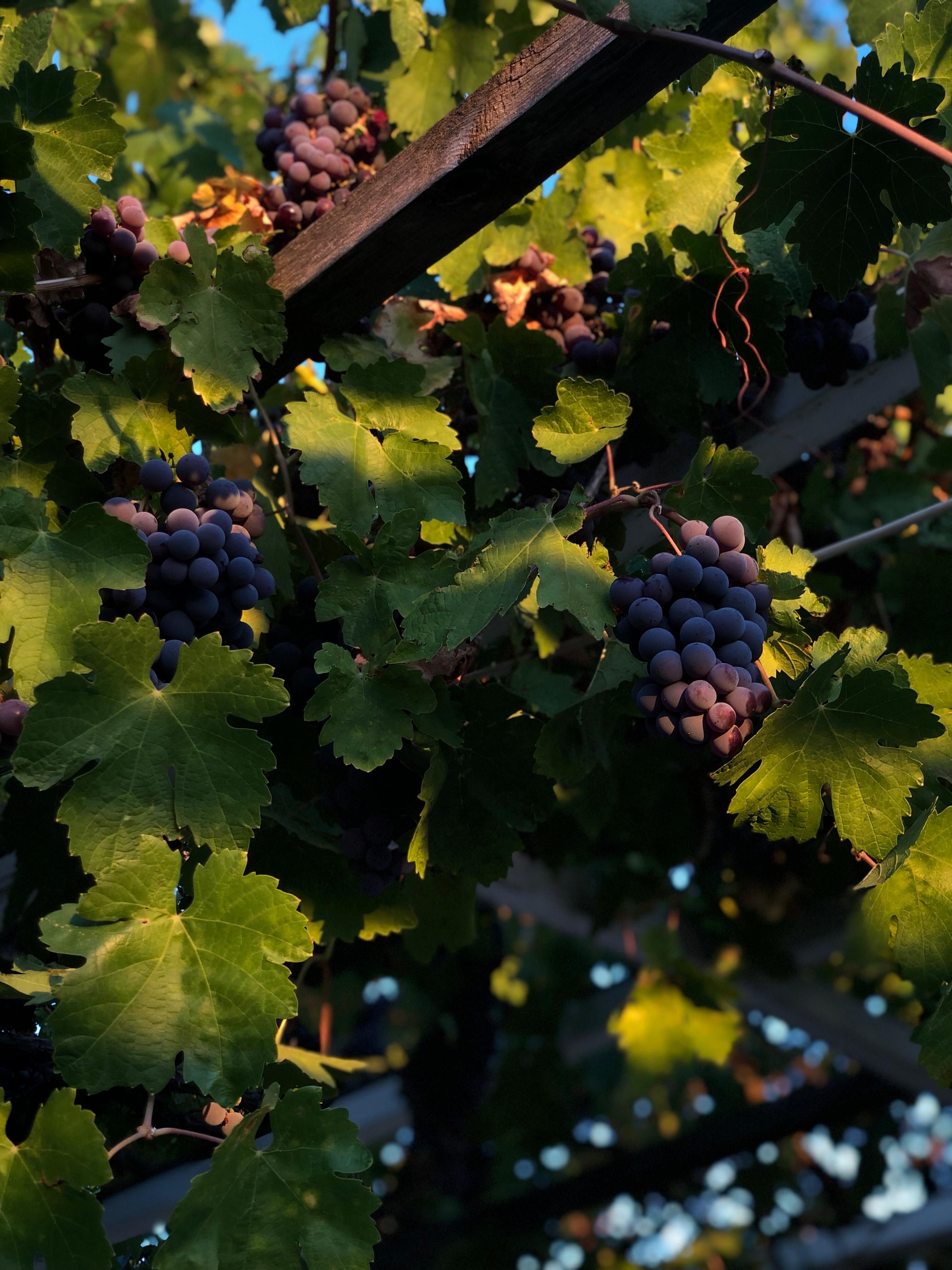 Vibrant grapevines in a vineyard illuminated by the warm glow of sunset.