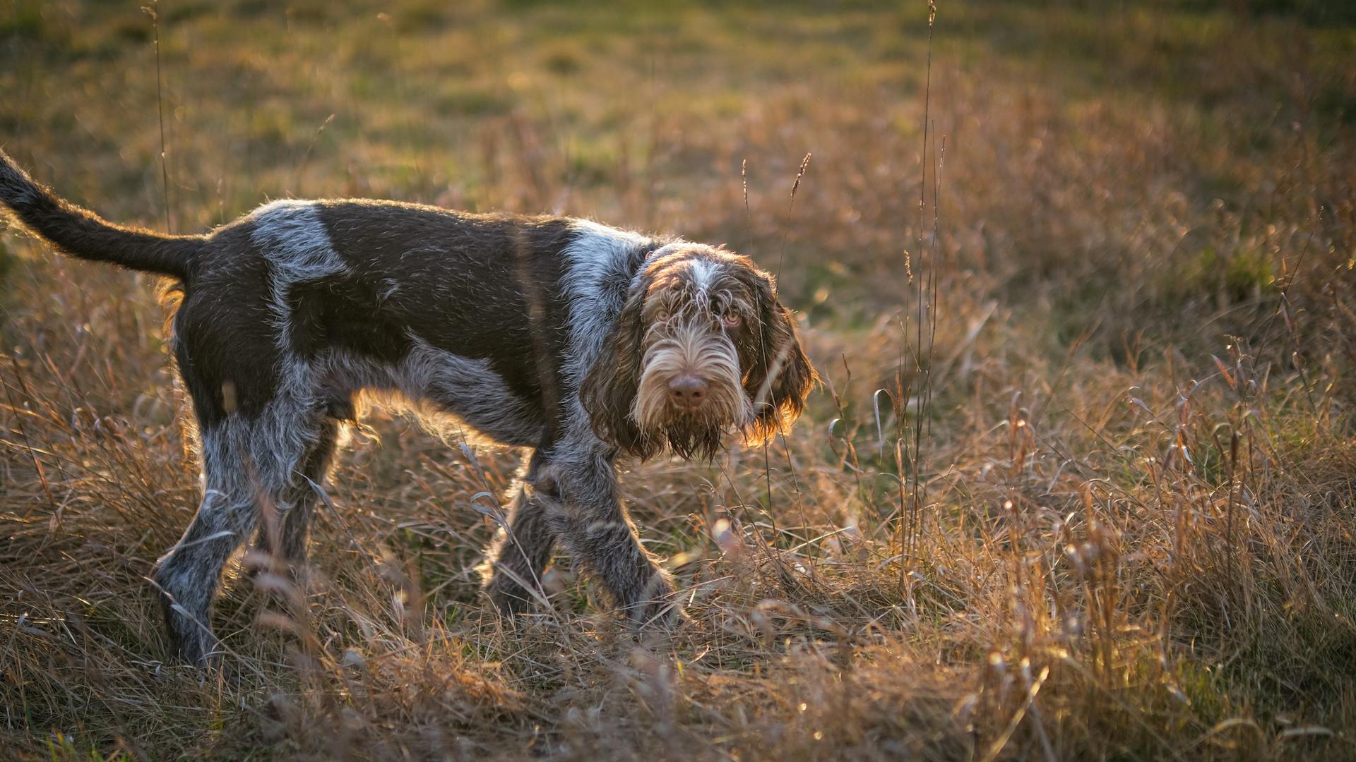 Spinone Italiano Dog in Sunlit Grassland