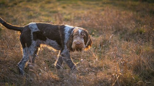 Free A Spinone Italiano dog exploring a sunlit grass field during the golden hour. Stock Photo