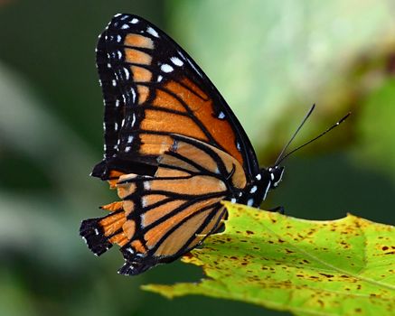 Viceroy 