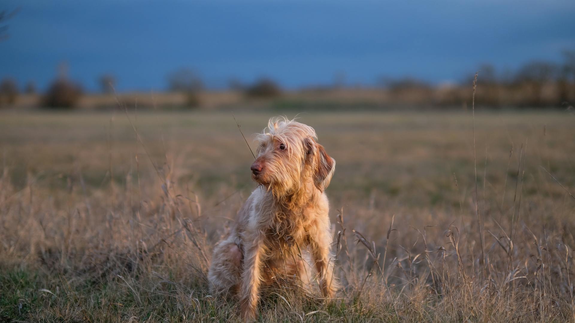 Le Spinone italien dans un champ tranquille