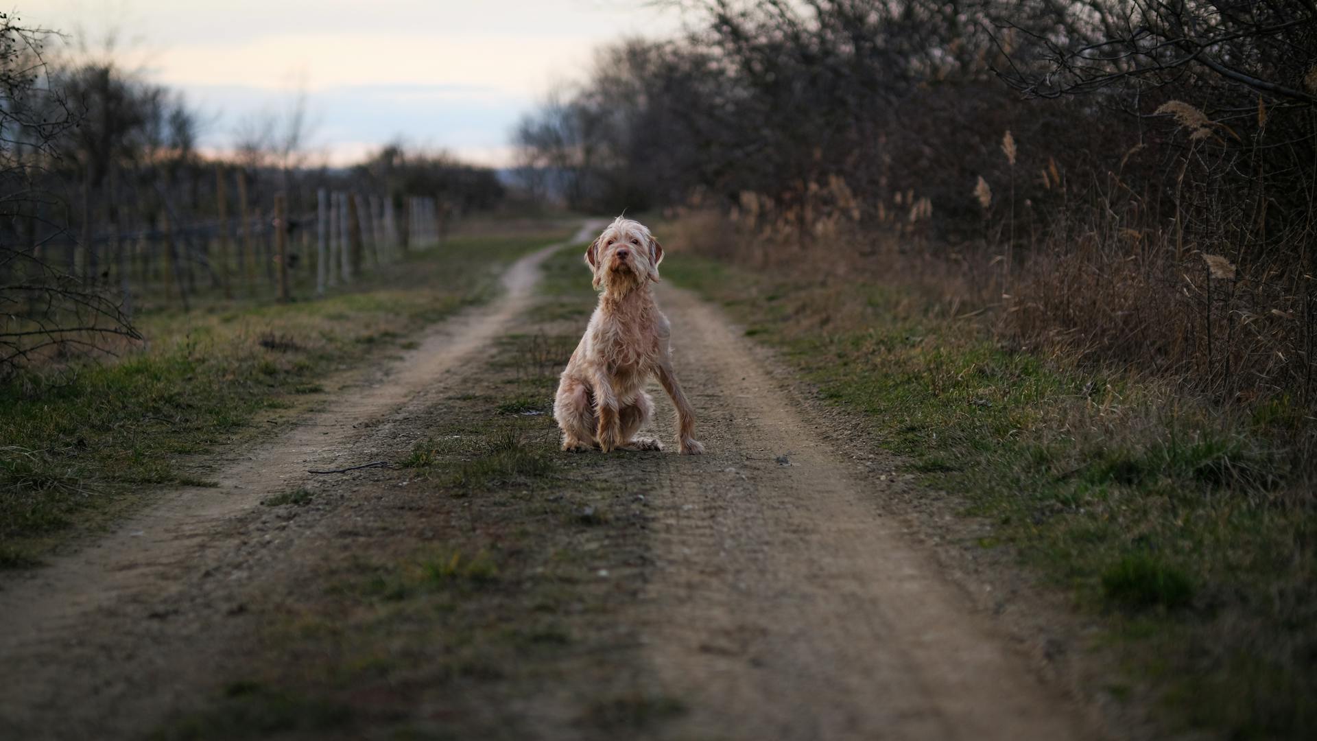 Lonely Dog on Rural Dirt Path at Dusk