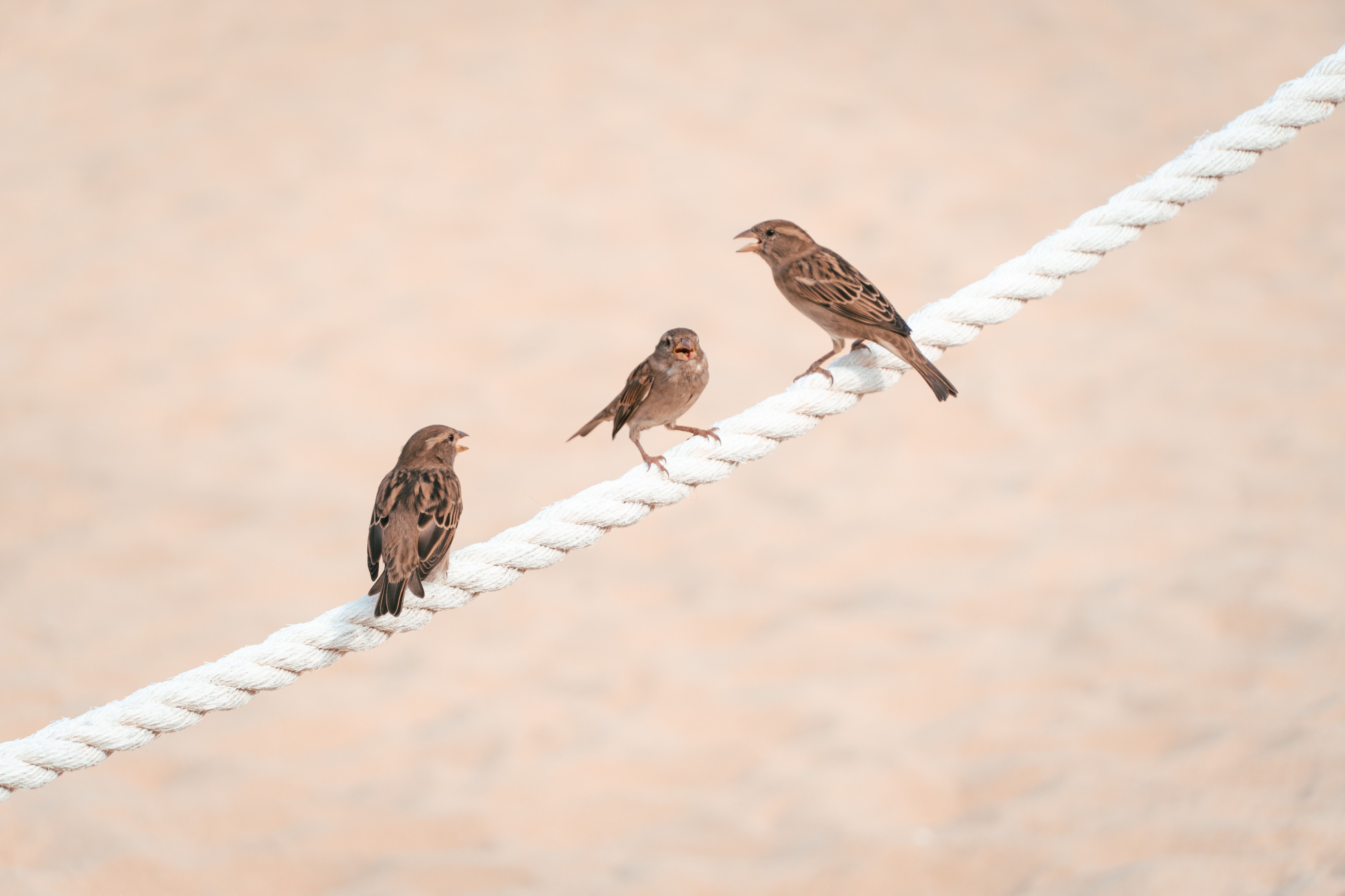 How do birds communicate with each other? - The Institute for ...