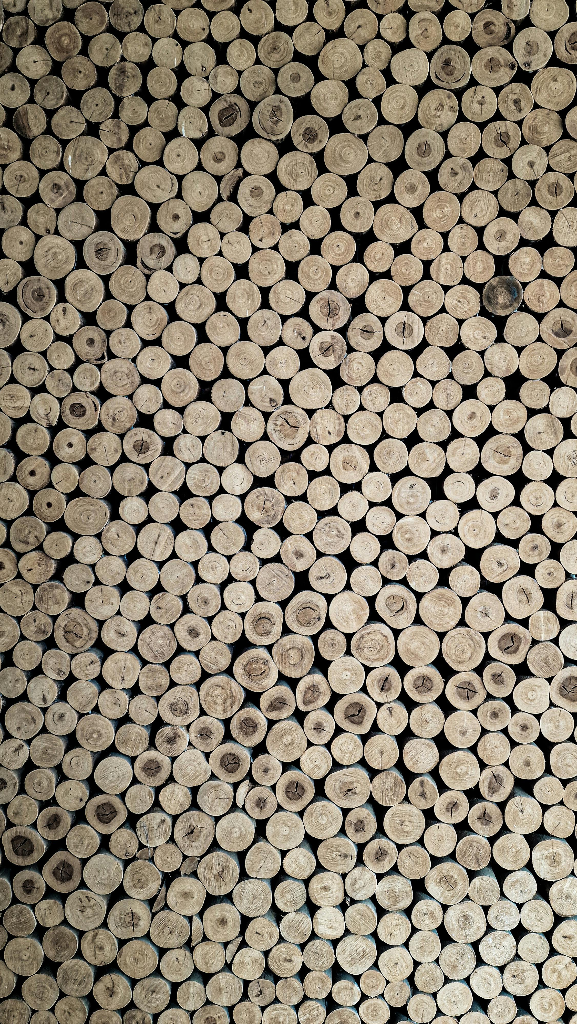 You Cut Christmas Tree Lot Photos, Download The BEST Free You Cut