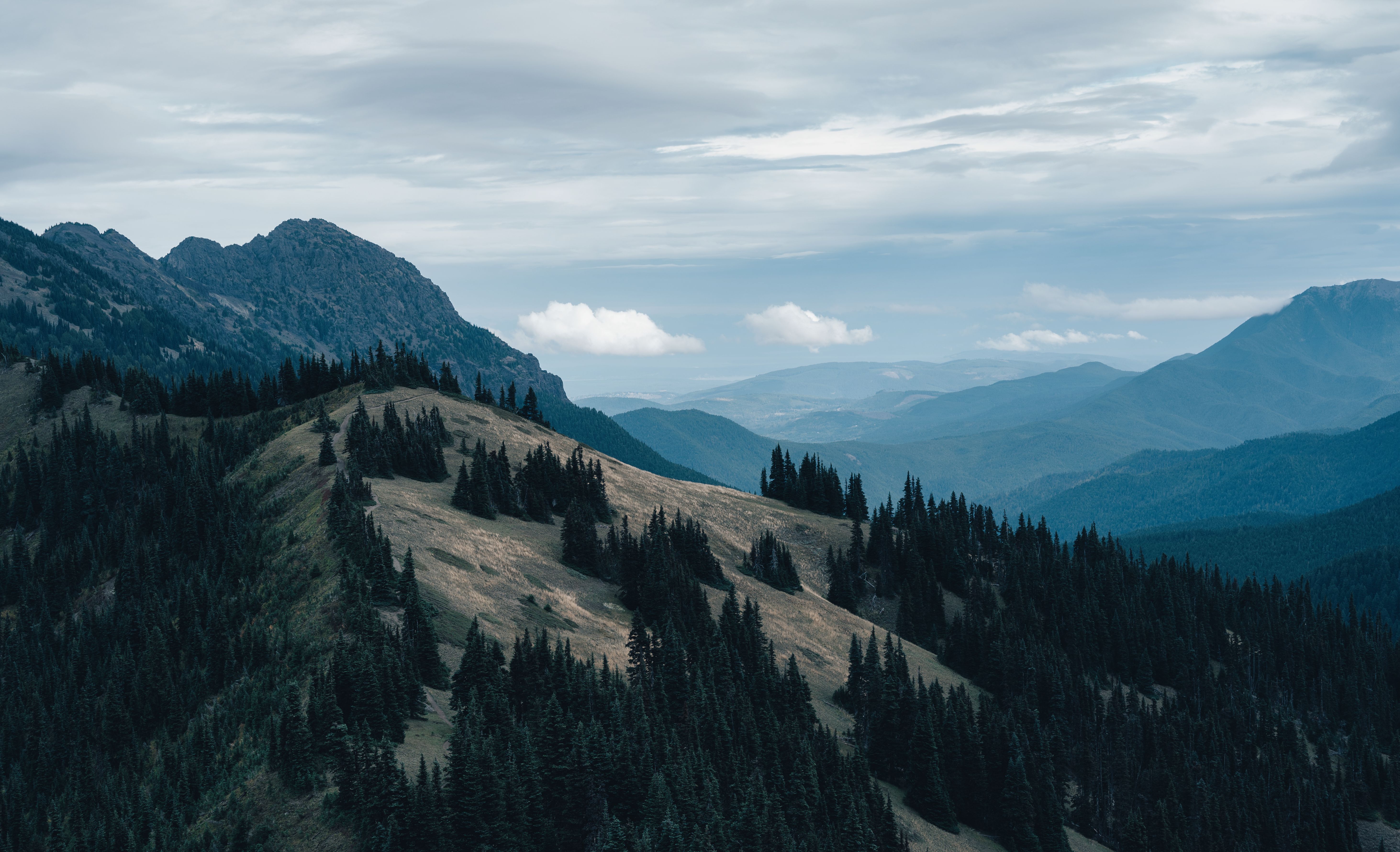 Scenic Mountain Landscape with Evergreen Forest · Free Stock Photo