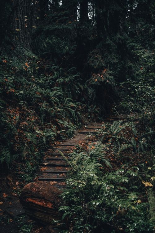 Free Quiet forest path surrounded by dense foliage, ideal for nature walks and exploration. Stock Photo