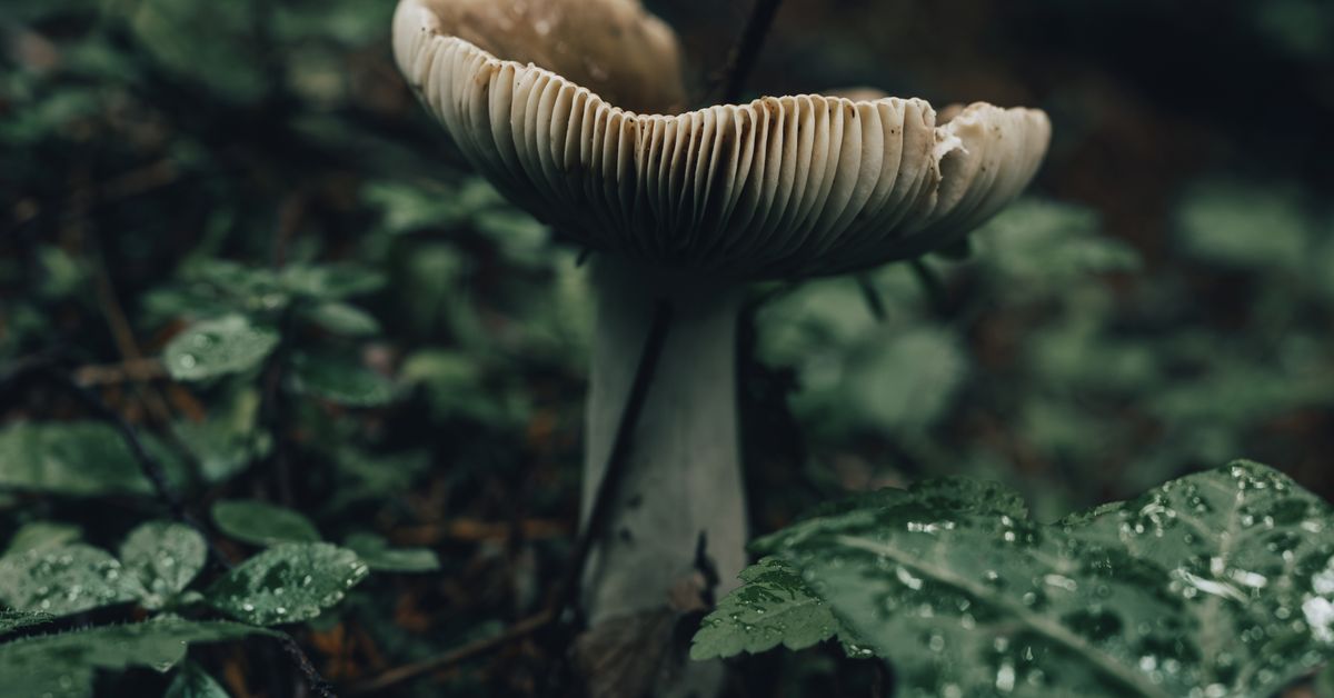 A cluster of mushrooms growing on wood