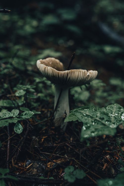 Free A wild mushroom thriving amidst foliage on a dim forest floor, captured with a moody tone. Stock Photo
