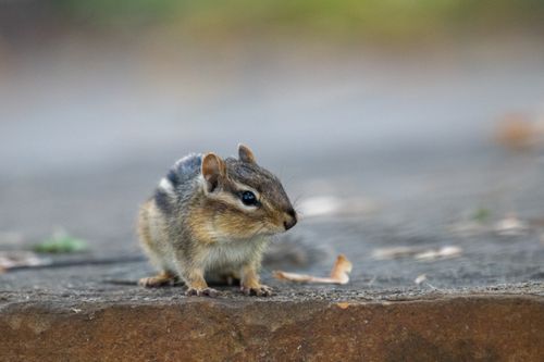 Free Adorable chipmunk perched on a stone with a blurred natural background. Stock Photo