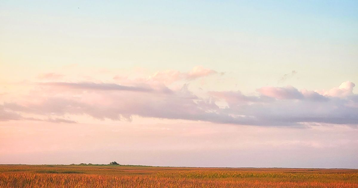 Florida Wildlife Guide for New Residents — Gators, Snakes, and More