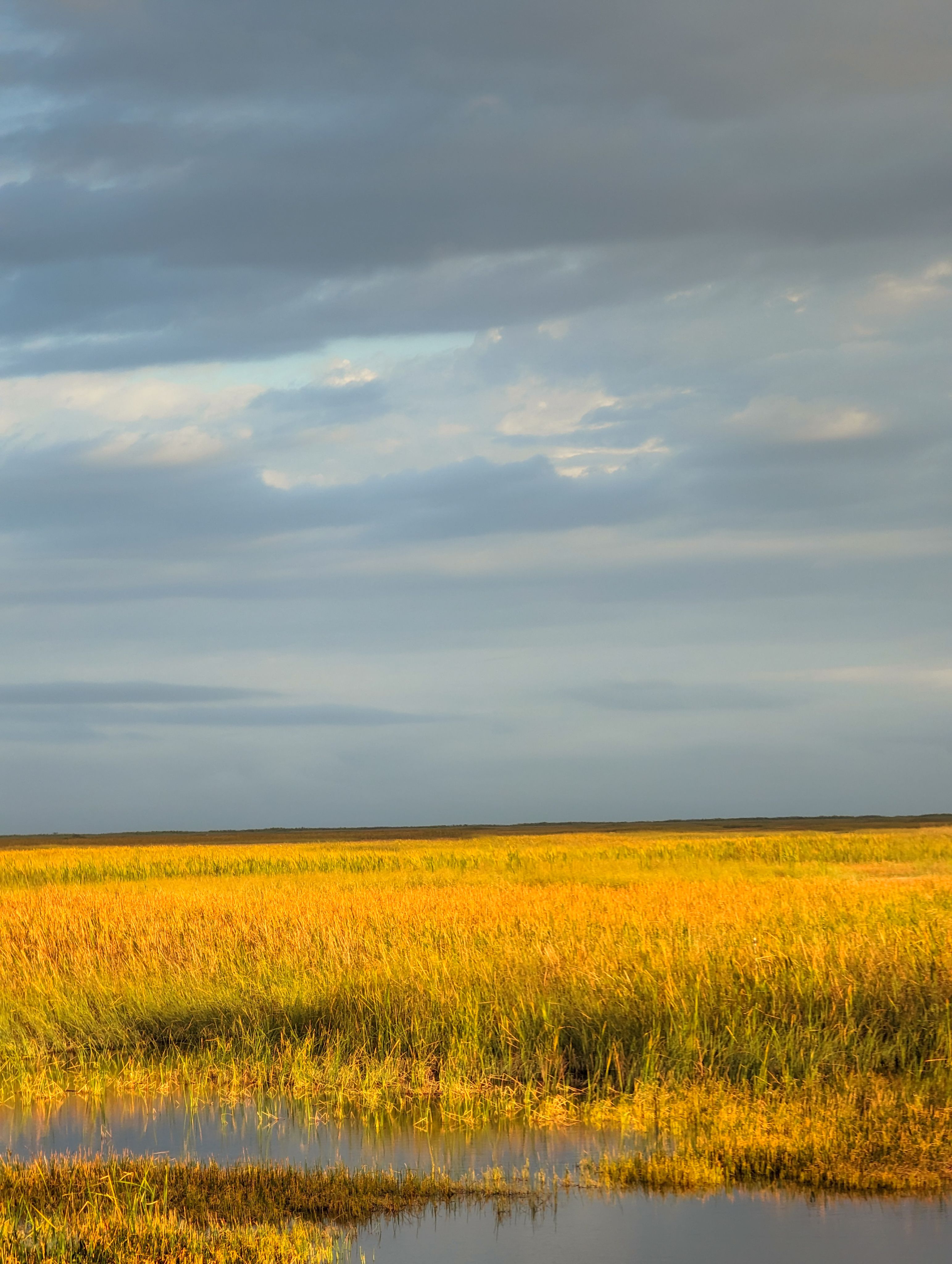 Expansive tropical wetlands in Florida beneath dramatic sky