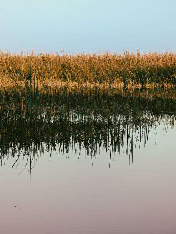 Reeds and marsh grass standing in still water, photo by Dudubangbang Travel on Pexels