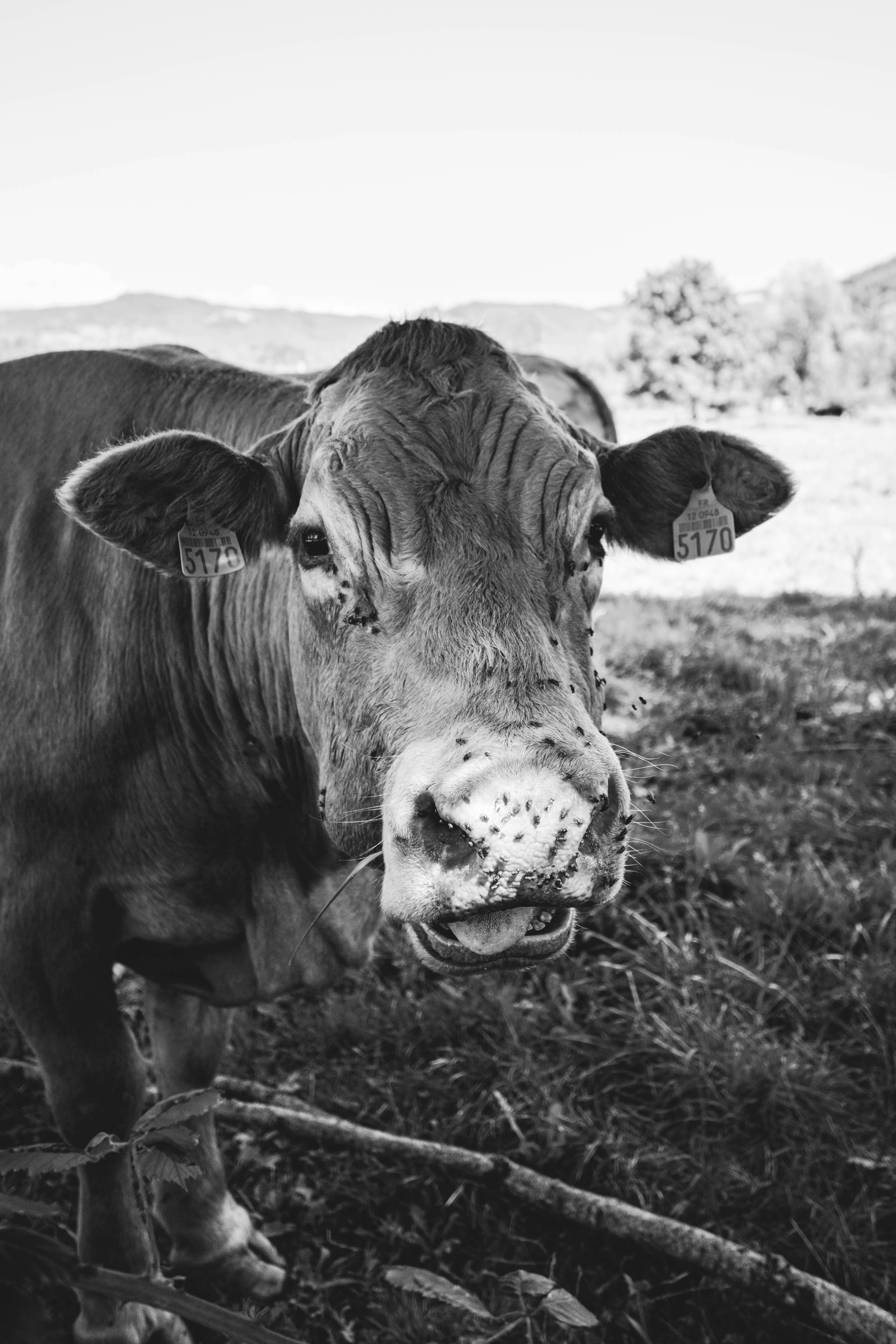 free-photo-of-black-and-white-portrait-o