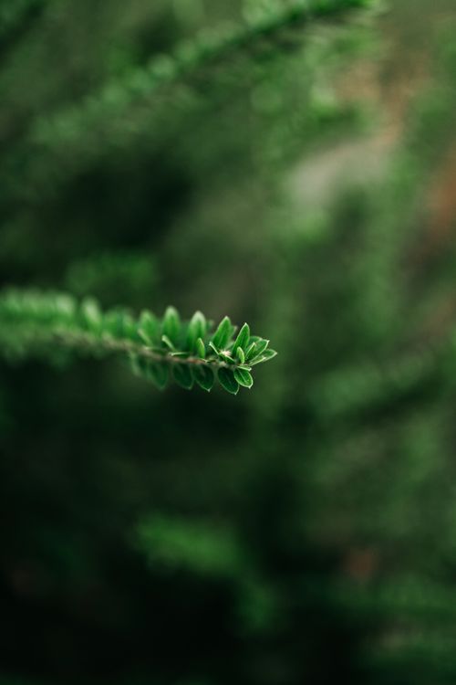 Free Detailed view of vibrant green plant leaves with a blurred forest background. Stock Photo