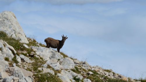 Free Stunning view of an Alpine ibex on a rocky slope in Gresse-en-Vercors, France. Stock Photo