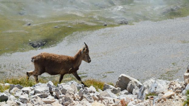 A juvenile Alpine ibex stands on rocky terrain in Gresse-en-Vercors, France.