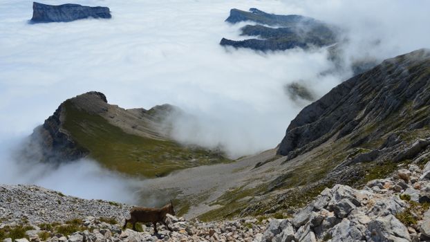 Breathtaking mountain landscape with a lone goat amidst high peaks and a sea of clouds in Gresse-en-Vercors, France.