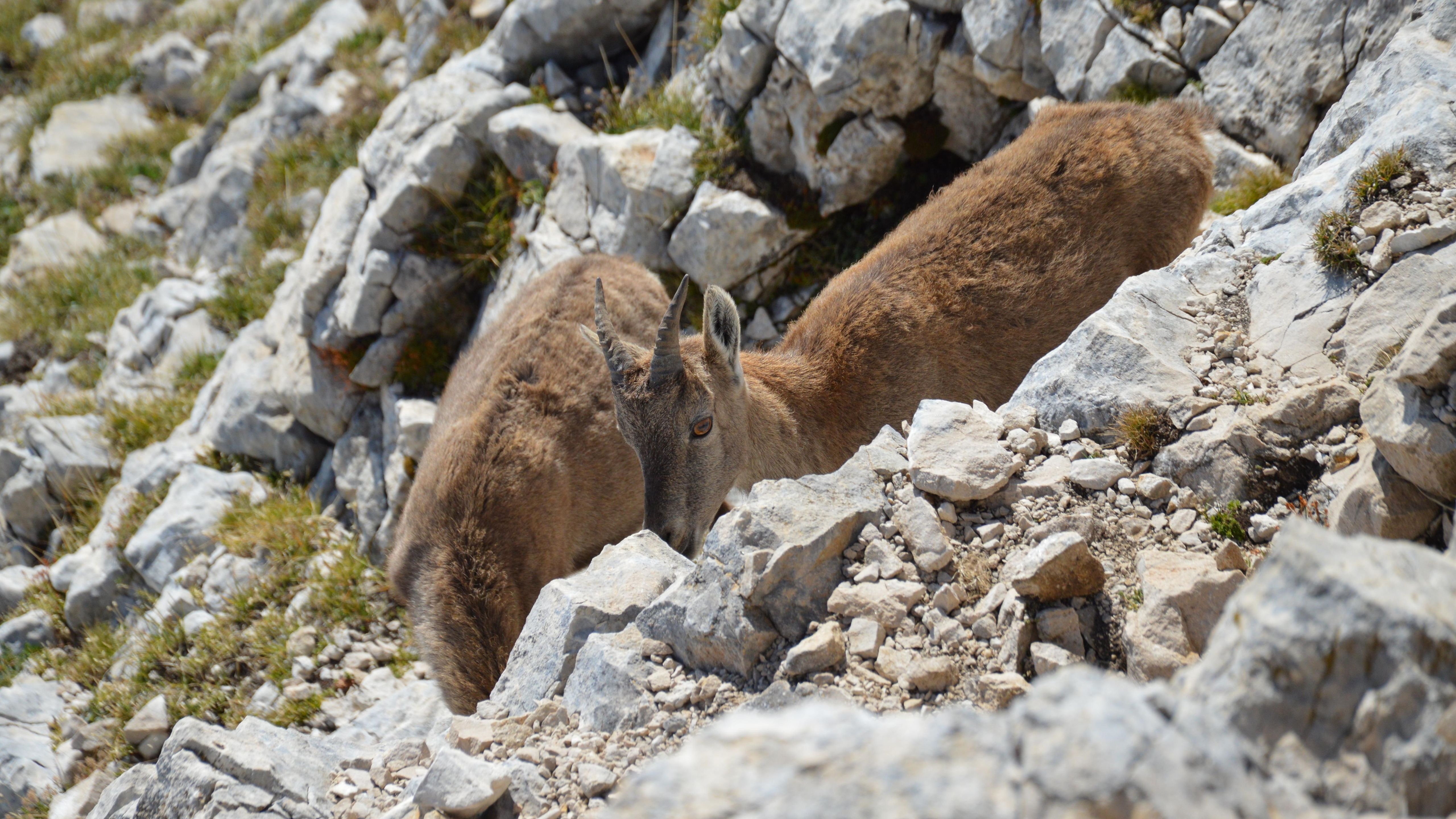 ibex 35