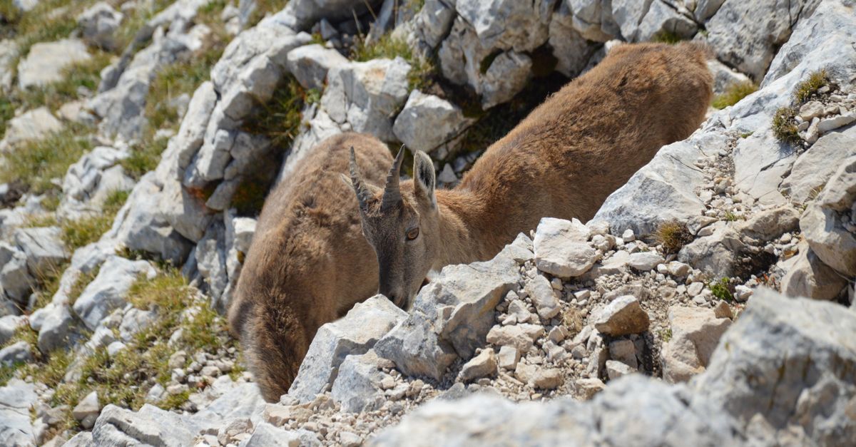 ibex 35