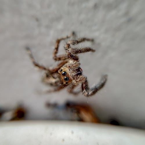 Brown Spider