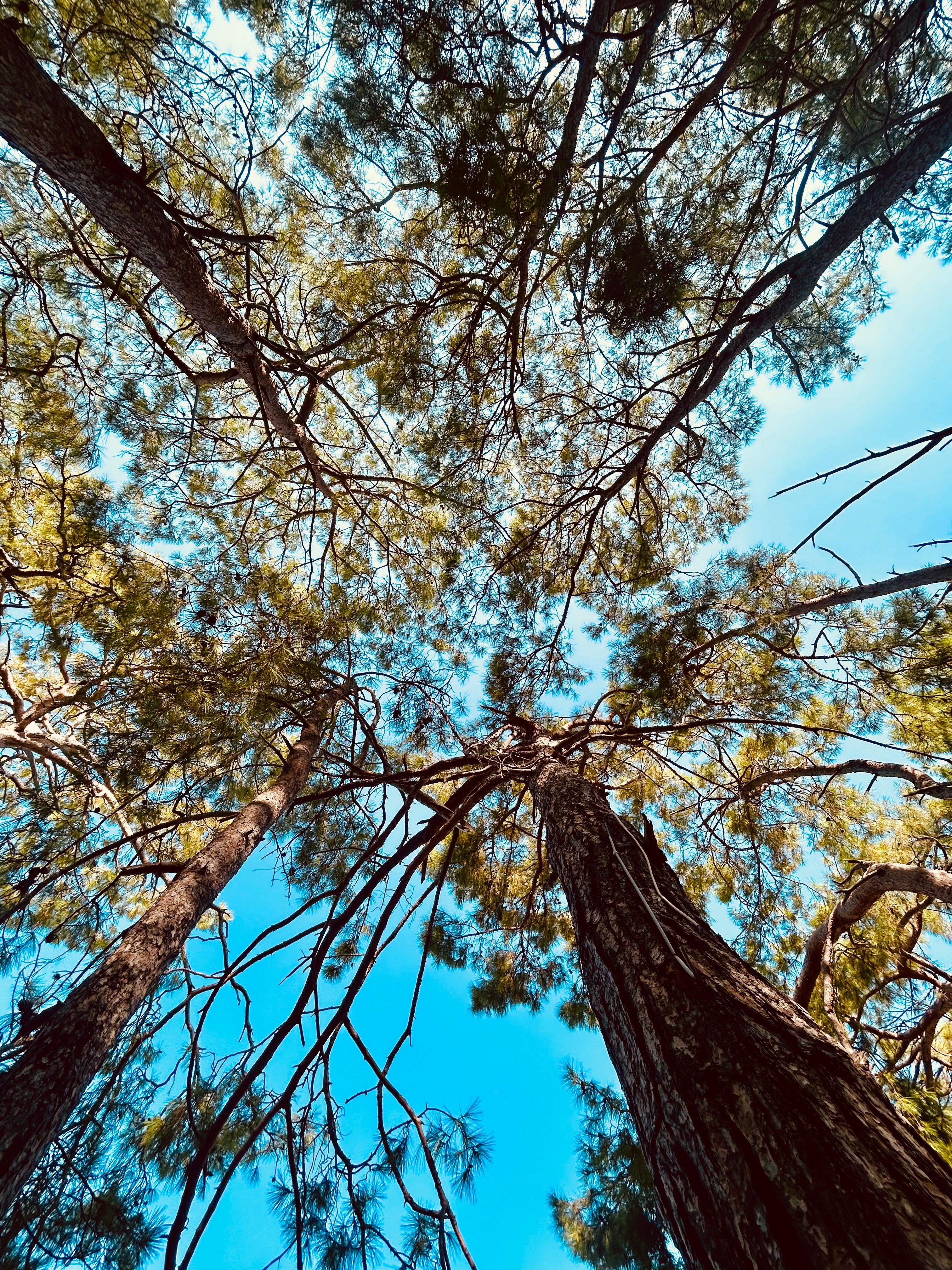 Majestic Pine Trees Against Clear Blue Sky · Free Stock Photo
