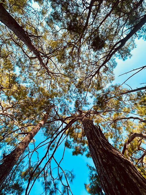 Free Looking up at towering pine trees under a vibrant blue sky, capturing the essence of nature's beauty. Stock Photo