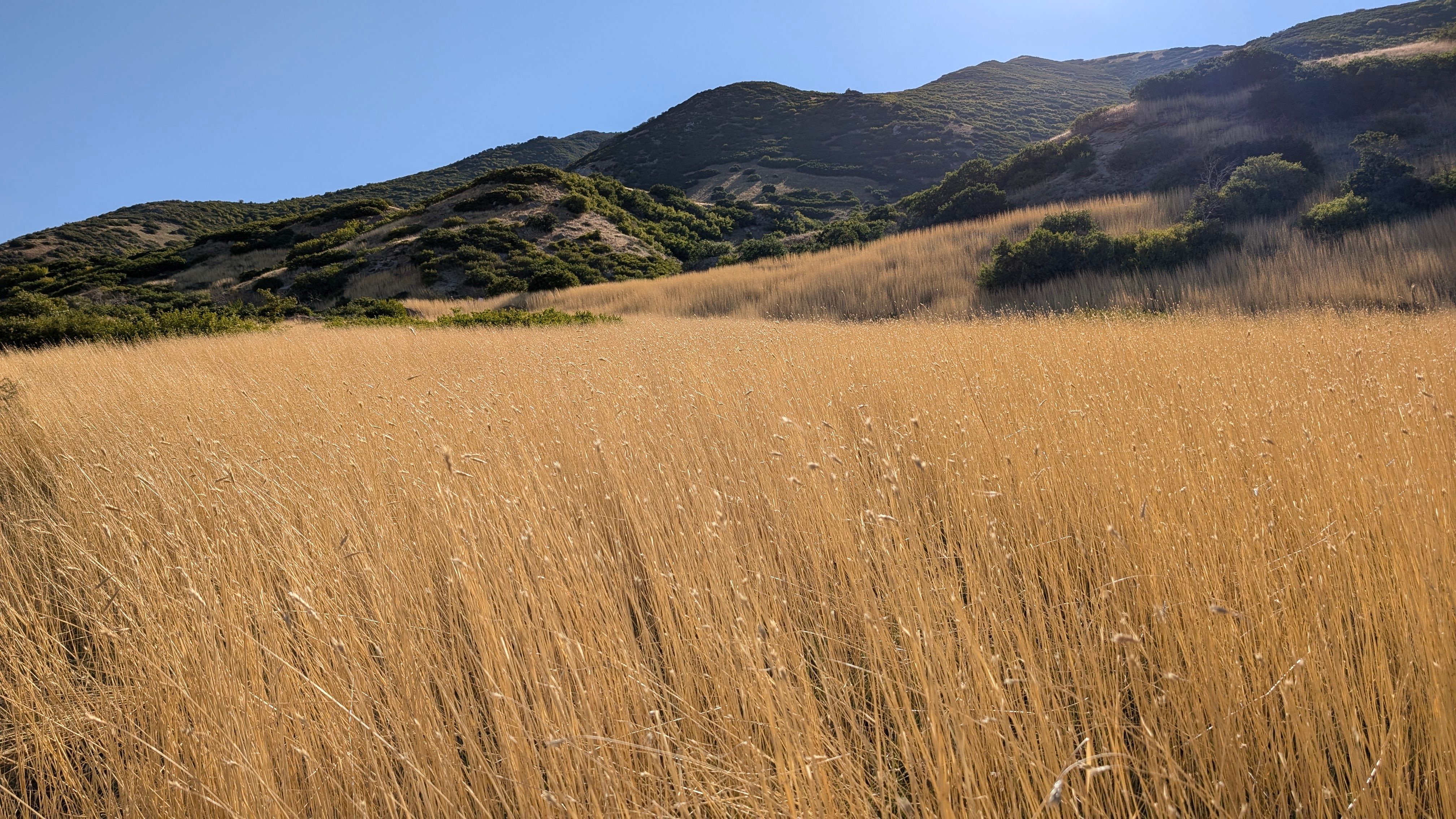 Gratuit Paysage De Golden Grass Mountain Dans L'utah Photos