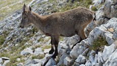Young Ibex on Rocky Slope in Gresse-en-Vercors