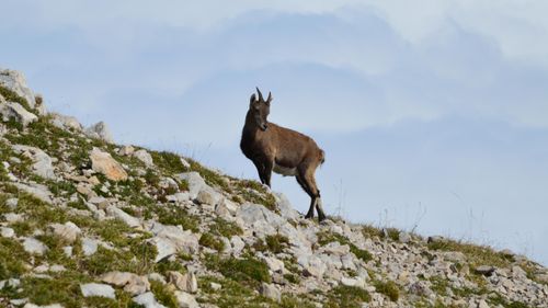 Free A wild ibex stands on a rocky slope in Gresse-en-Vercors, France. Stock Photo