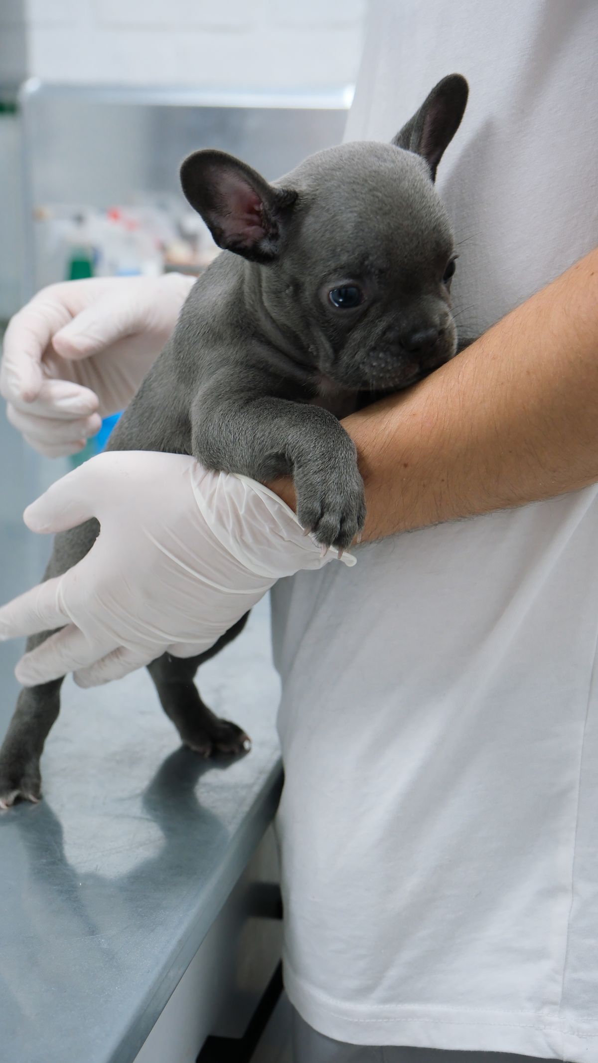 Chiot à la maison : réussir les 30 premiers jours sans le surcharger