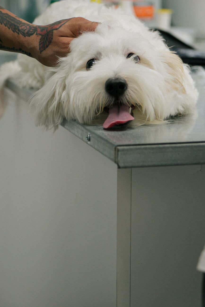 Dog resting quietly after a veterinary appointment