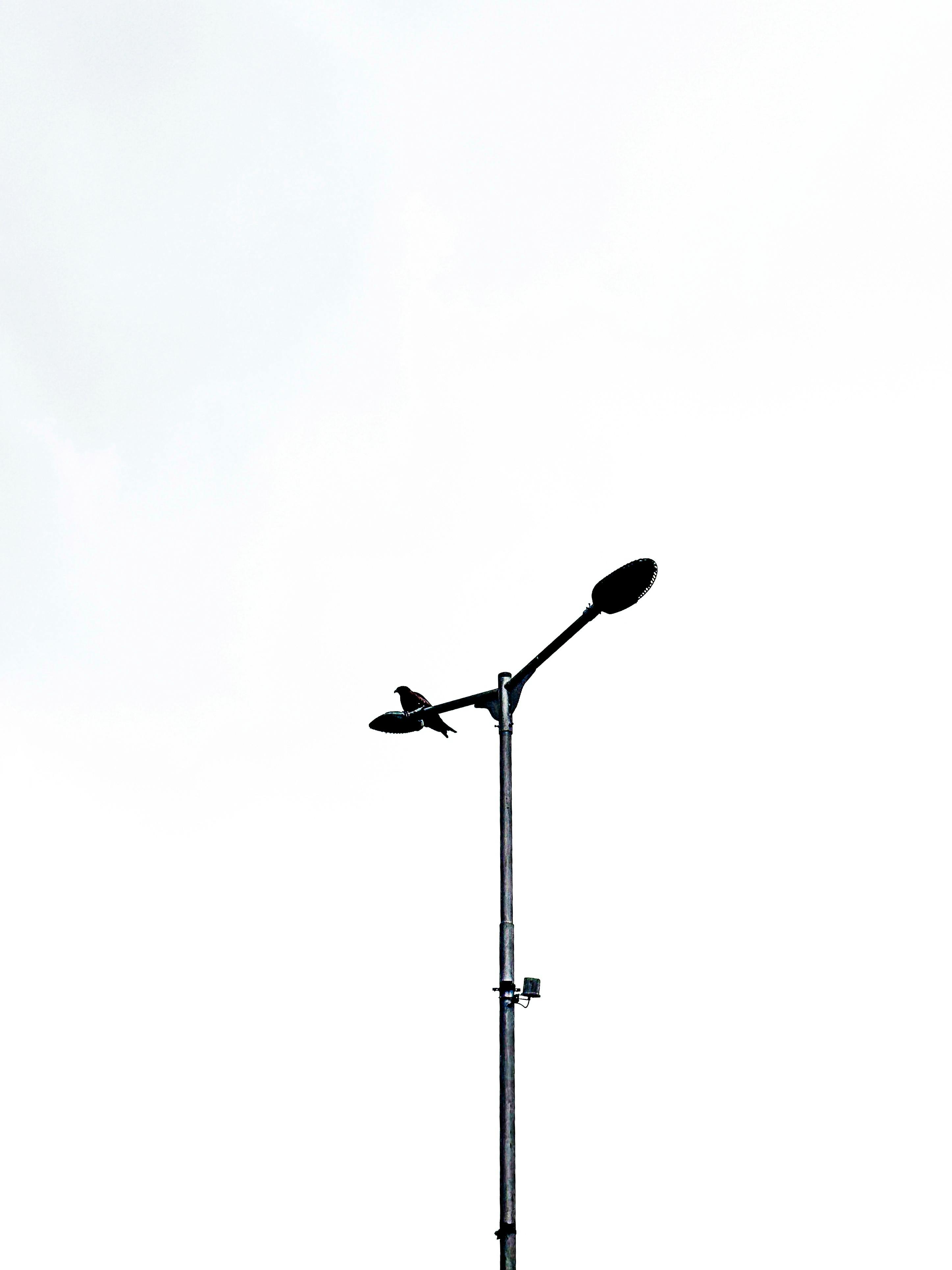 Zadarmo Minimalistický čiernobiely Vták Na Stĺpe Lampy Fotka z fotobanky