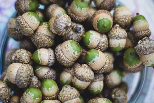 Ilmainen kuvapankkikuva tunnisteilla mutterit, oaknuts, tammenterhot