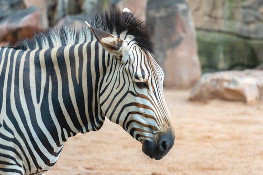 Close-up of Zebra in Natural Habitat