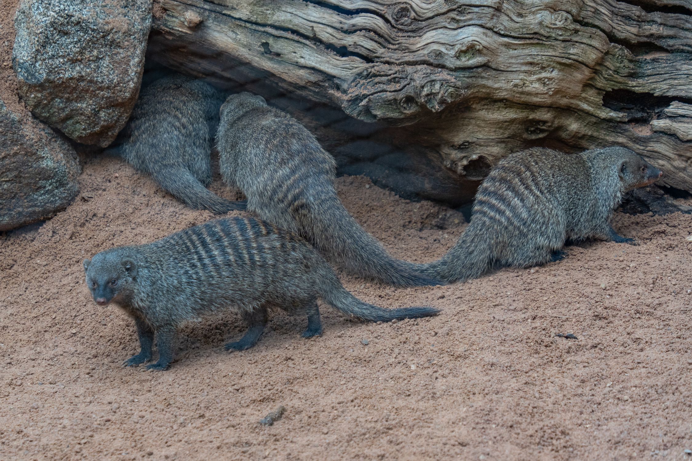 Banded Mongooses Exploring Their Natural Habitat Free Stock Photo Banded Mongooses Exploring Their Natural Habitat Free Stock Photo