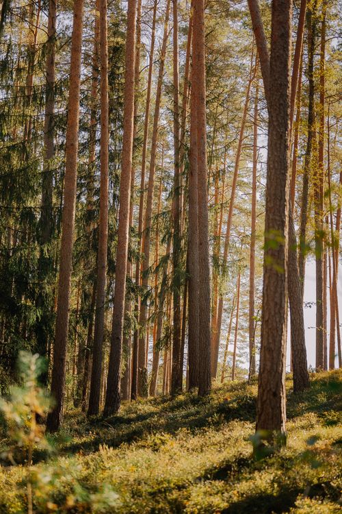 Spring Tree Tall Sunlit Forest with Tall Pine Trees in Spring · Free Stock Photo