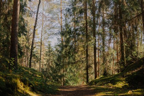 Free A peaceful forest trail surrounded by tall trees and vibrant greenery, perfect for nature walks. Stock Photo