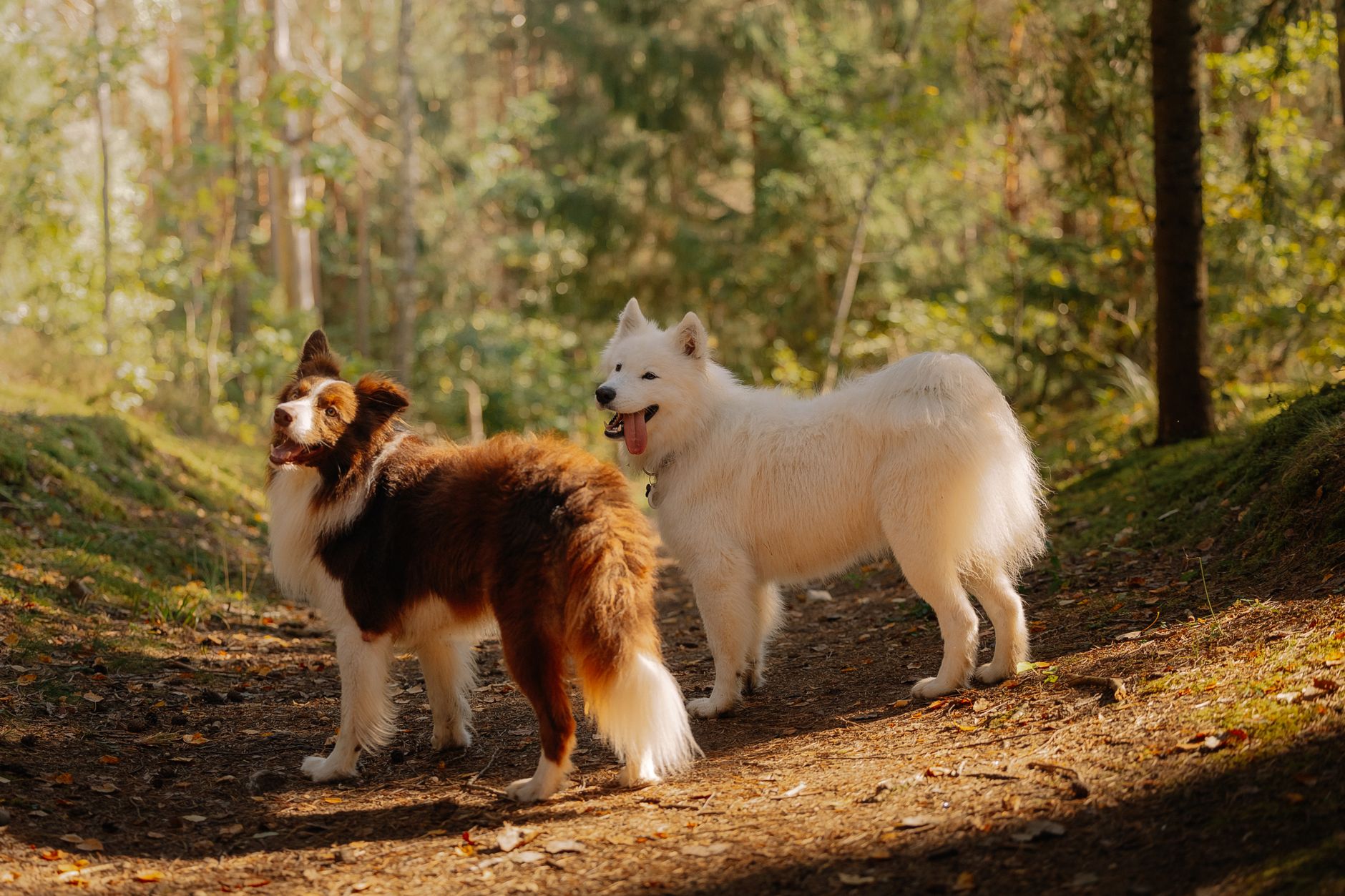 dog health