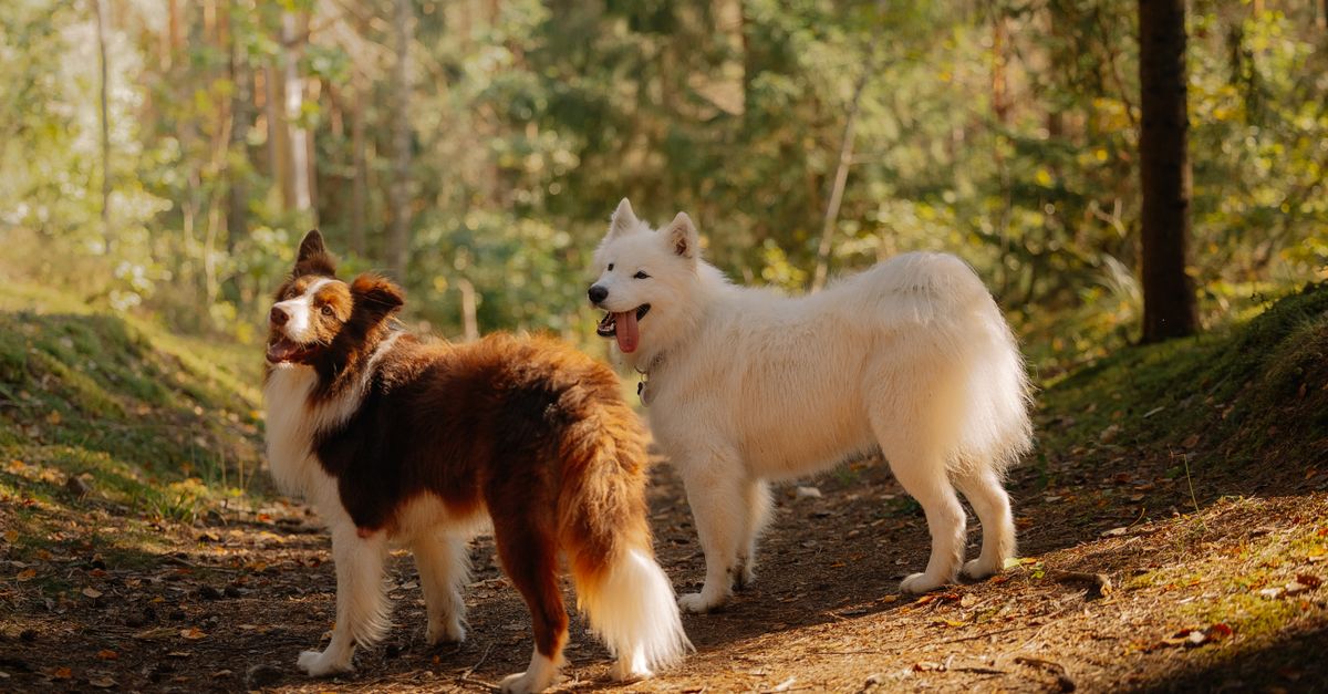 Keeping Your Pup Healthy and Happy: Wellness Tips for Travel and Boarding