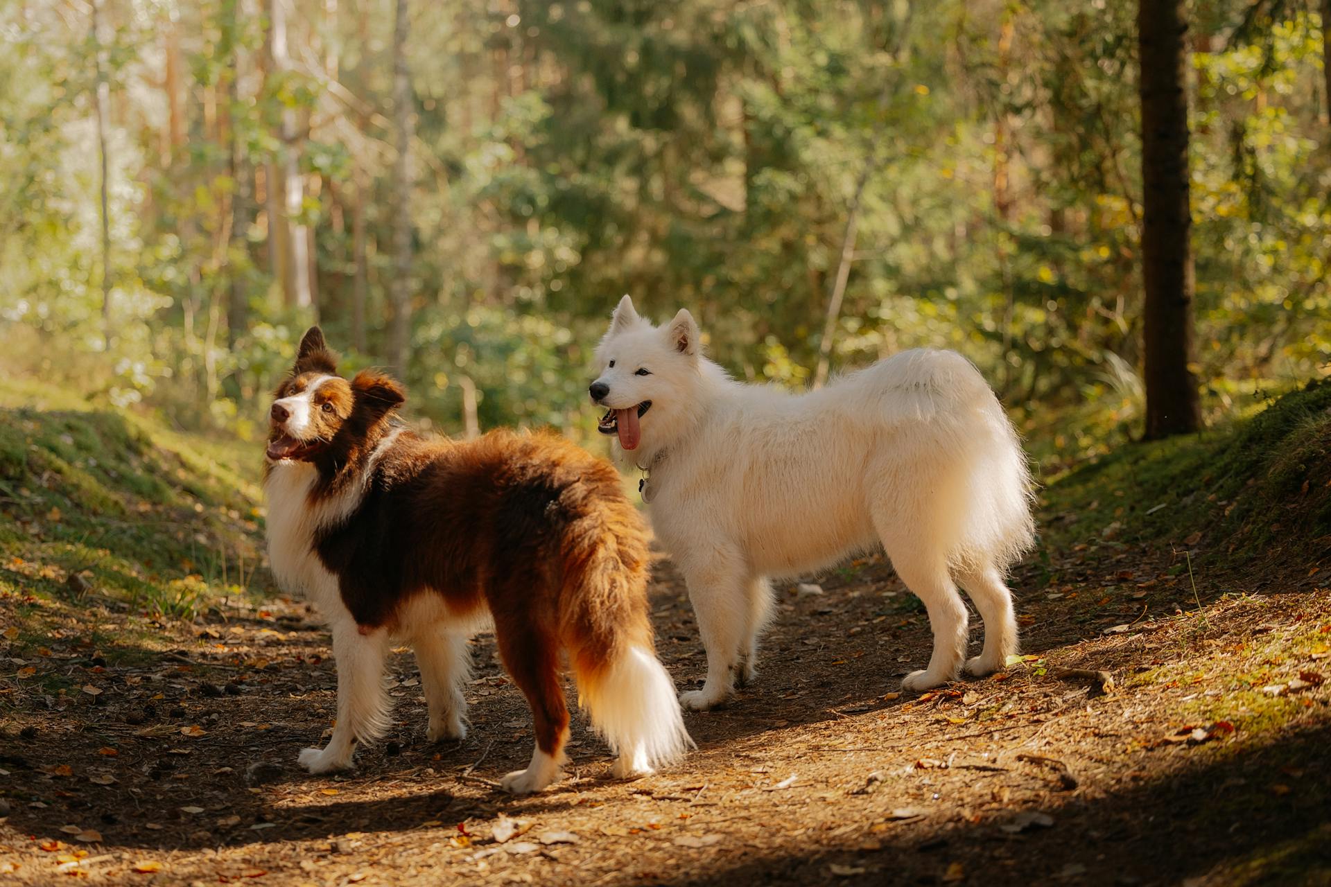 Two Dogs Exploring a Sunlit Forest Trail