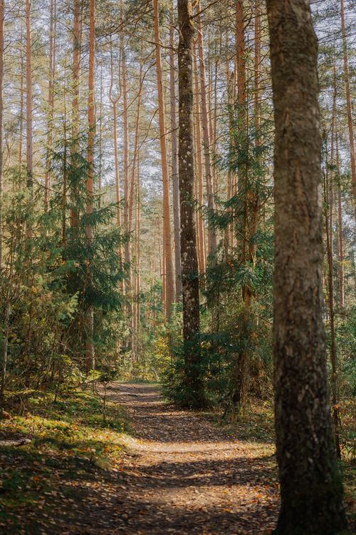 Free A peaceful forest path surrounded by tall pine trees and lush greenery on a sunny day. Stock Photo