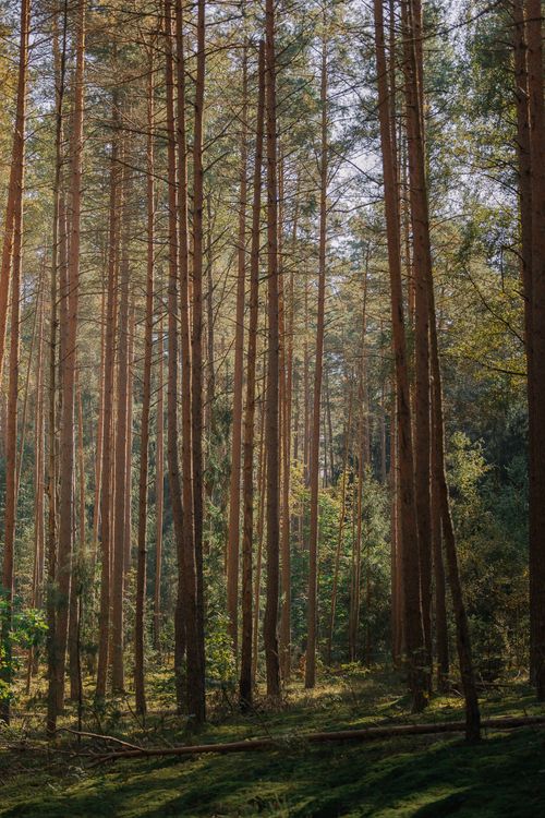 Free Peaceful forest scene featuring tall pine trees and soft sunlight. Stock Photo