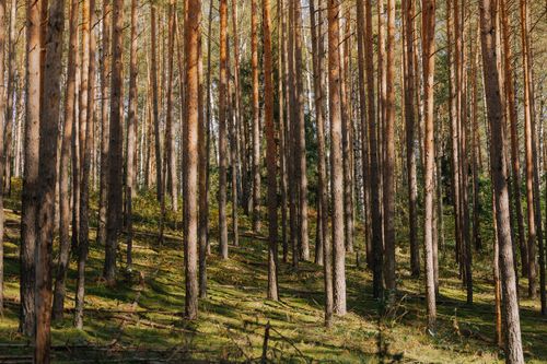 Free Peaceful pine forest scene with sunlight filtering through tall trees on a sunny day. Stock Photo