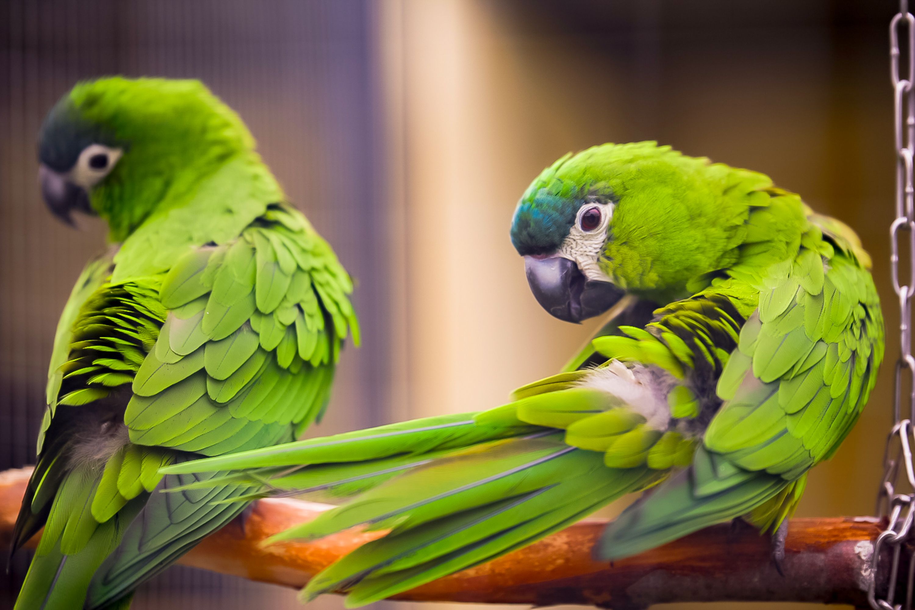 Two green parrots perched indoors, the kind of companion birds pet insurance for exotic pets can cover