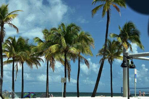 Free Relaxing beach scene with palm trees under a bright blue sky and gentle waves. Stock Photo
