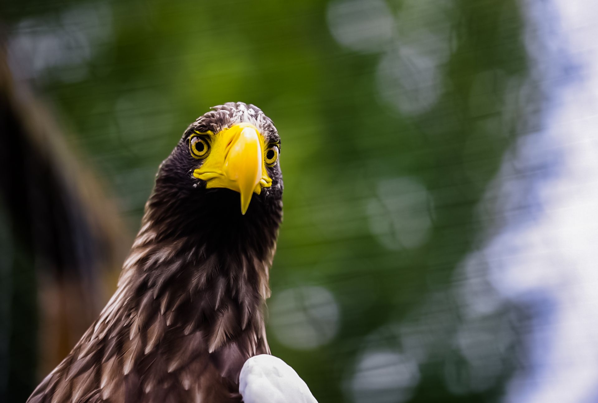 Captivating close-up of a Steller's sea eagle with a vibrant yellow beak.